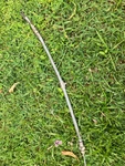 Nos Austin Healey Sprite, Mg Midget Handbrake Cable From Shop That Closed. Fixed Price $40.00.